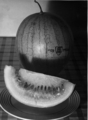 Hebräische Wassermelone, ca. 1935